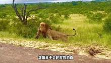 雄狮伏击痛咬鬣狗的过程#动物 #鬣狗 #狮子 #雄狮