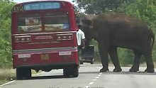 霸道的大象守在马路旁，疯狂袭击过路的车辆，知道真相后哭笑不得