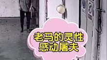 监控下不可思议的一幕，屠宰场一匹老马跪向屠夫求饶，屠夫心里也发了毛，最终放弃屠宰#监控下的一幕 #监