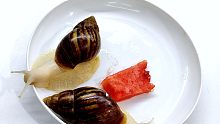 蜗牛为什么不喜欢吃西瓜？