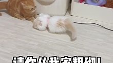 请你从我家粗砌吸猫猫咪的迷惑行为米努特矮脚猫曼基康