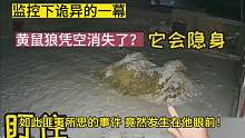 太诡异了！黄鼠狼凭空消失留下一双脚印，小伙说有点毛骨悚然，看看怎么回事#神秘事件 #黄鼠狼 #探秘 