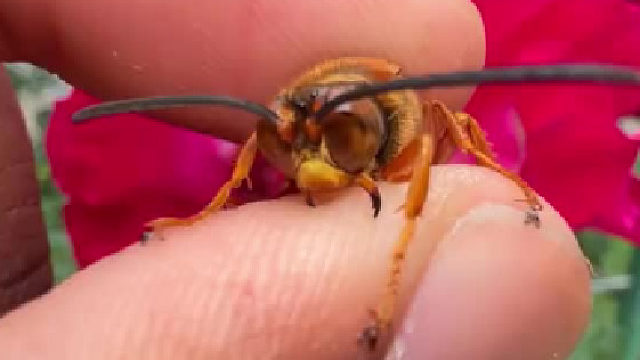 近距离观察黄蜂的面部细节我真的好怕蜂刺扎进去……