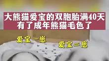 大熊猫爱宝的双胞胎满40天，有了成年熊猫毛色了#大熊猫 #爱宝双胞胎