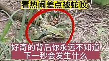 再也不看热闹了！蛇吃青蛙原来是这样，差点被蛇咬，还好我跑的快#蛇 #探秘 #看蛇咬青蛙差点被蛇咬 #
