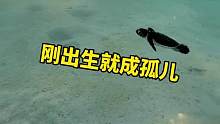 没妈的孩子到底有多可怜，刚出生就注定成为孤儿的海龟宝宝#海龟 #海洋生物 #大自然