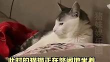 猫猫：我吗？？你说我？？是我吗？？#猫咪 #可爱 #搞笑 #离谱