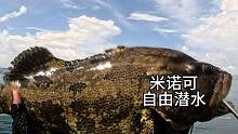 浑水遭遇14斤石斑鱼，闪电战结束#米诺可 #鱼猎#潜水 #自由潜