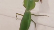 螳螂凶残的一面