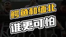 鳄鱼和缅北谁更可怕#鳄珍 #鳄鱼 #鳄鱼养殖场