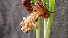 两只金蝉蜕变破茧而出的全过程