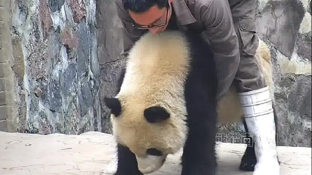 大熊猫对饲养员到底有多信任？看完杨奶爸的操作你就知道了