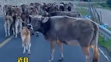 公路上汽车按喇叭催促牛群，前方母牛回头朝司机大声吼叫