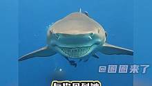 像一条海洋大狗狗#柠檬鲨