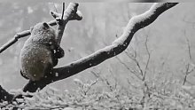 妈妈出去觅食，大雪中，野生熊猫宝宝躲在树上，等待妈妈回来_大