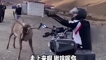 野鹿把摩托车顶翻在地，车主为拯救摩托车与野鹿对峙