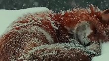 挪威摄影师拍下大雪中打盹的狐狸，如白色天地中的一团火焰