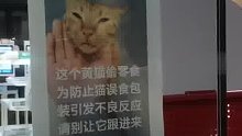 小猫因偷吃被便利店“通缉”，拍摄者称这只小猫叫蛋卷