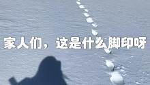 能看出是什么野生动物吗
#滑雪 #单板女孩  #旅行 #野生动物零距离 #户外