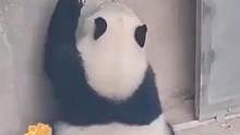 8月29日，四川，网友拍到大熊猫从门缝“早退”，这也太丝滑了吧！#熊猫的生活有多惬意