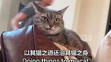 以其猫之道还治其猫之身  
#我和我的猫 #猫咪日记