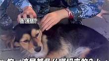 狗：我都醒了还要被按下 我不是真的人 你们是真的狗 #狗狗 #大学生 #军训