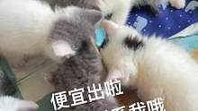 有些小可爱就是为了治愈你而来##被猫猫治愈的瞬间 #萌宠出道计划