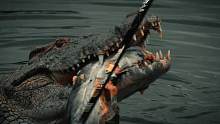 鳄鱼场的危机四伏#鳄珍 #鳄鱼