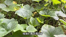 大爷花3元买了4株南瓜苗，2个月后长了近300米，感觉越种越不对劲