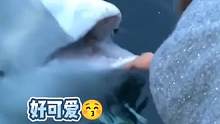 白鲸：今天我帮小人人捡个东西，她们哇哇尖叫，萌死了 #白鲸  #治愈  #海洋生物  #关爱动物  