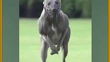 从未见过跑的如此之快的狗
#神奇动物在抖音