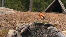 露营生火#露营报告 #野营 #户外