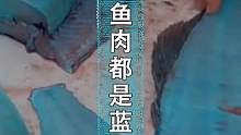 连鱼肉都是蓝色的，莫非变异了？#给孩子看的小知识 #给孩子看世界 