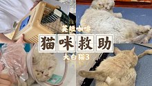 第二天就直接启动抓猫行动 第一次没经验 一波三折了