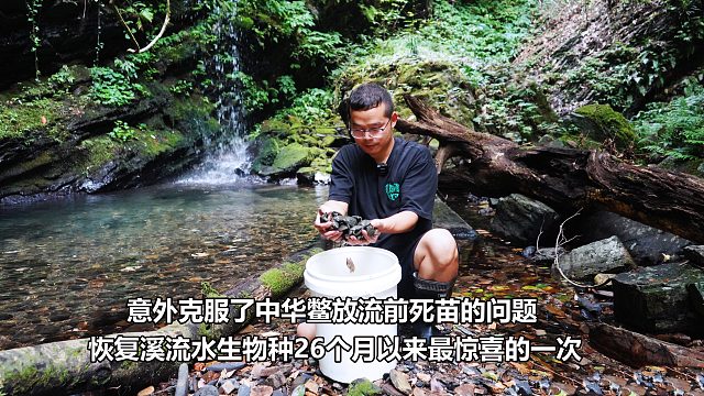 恢复深山溪流水生物种26个月以来，最惊喜的一次，中华鳖繁殖有望