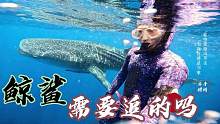 大海中看鲸鲨 需要追的吗 #三亚  #自由潜  #Fundive  #水下摄影  #海底世界 #海洋