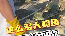 这么多大鳄鱼，他不怕吗？#鳄鱼 #鳄珍 #刺激