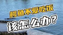 如果鳄鱼不好好吃饭，你会怎么做？#在线等 #鳄珍 #鳄鱼