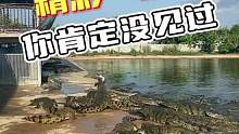 鳄鱼精彩一瞬间，你肯定没见过#鳄珍 #鳄鱼 #鳄鱼养殖场