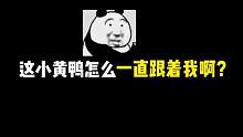 这个小黄鸭怎么一直跟着我啊？#分享游戏快乐 #苏伟和平精英 #情侣日常