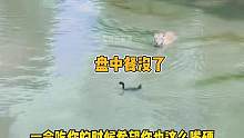 到嘴的鸭子就是吃不到！#鸭子 #老虎 #搞笑动物配音