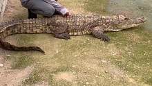 阿毛饿了几天了，都饿瘦了#鳄鱼养殖场