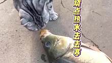 猫；你是清蒸还是红烧 #搞笑动物配音 #搞笑 #看一次笑一次