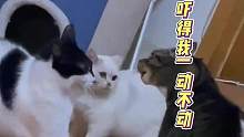 当时我害怕极了，一动不敢动 #戏精猫 #渣猫 #搞笑动物配音