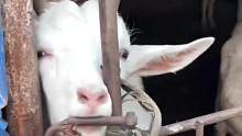 #羊 会自助开锁已成小事，听得懂人话才更令人惊奇！#动物