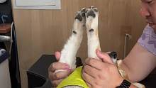 小狗体检vlog来啦~~每次说好不发长视频，结果又。。嘎嘎长。#小狗日记 #抖in萌宠计划