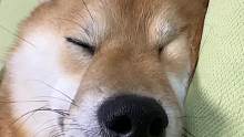 睡得很香~#柴犬