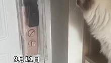 主人给家里智能门锁安上盖子，没想到猫咪竟然会翻盖开门。#万万没想到#猫咪成精了