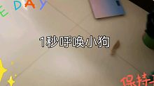 如何一秒呼唤狗狗