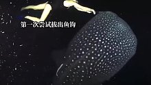 勇敢的潜水员接力解救被鱼钩钩住的鲸鲨 事后鲸鲨呼唤伙伴过来表示感谢